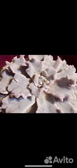 Эхеверия Криспата Бьюти