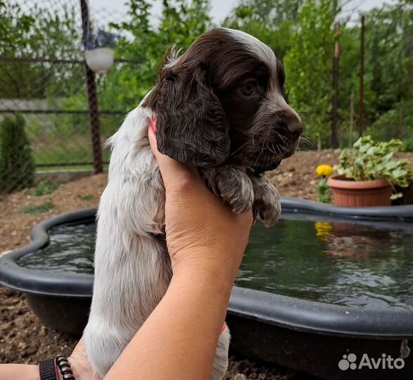 Шикарная девочка,спаниель