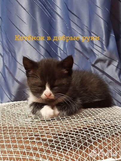 Кошка в дар