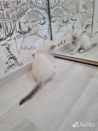 Котята шотландские