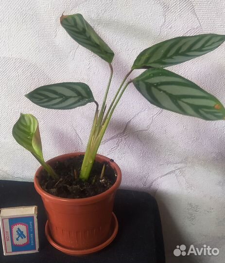 Калатея ктенанта