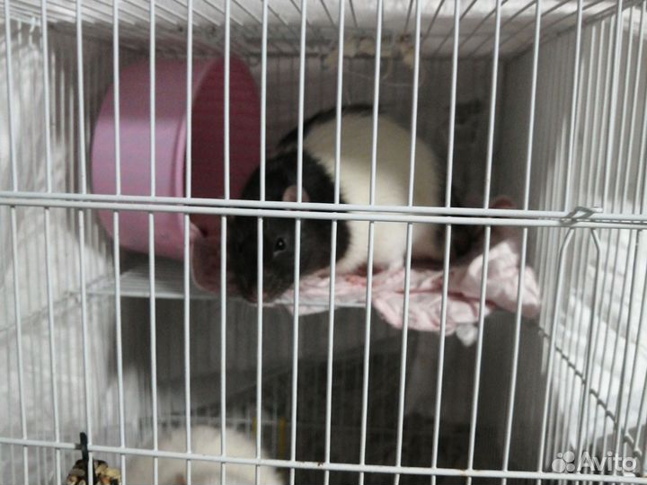 Крыса дамбо