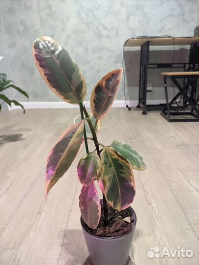 Комнатные растения