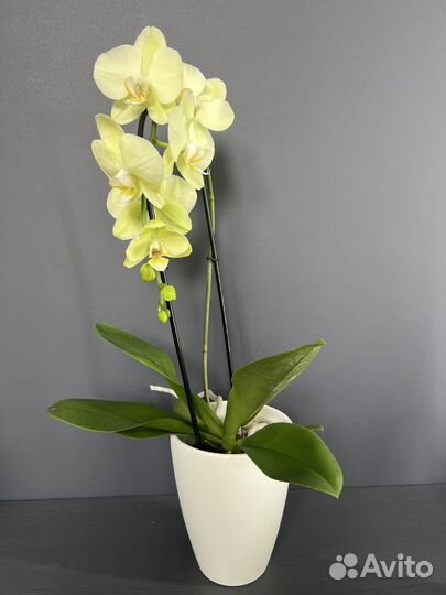 Орхидея фаленопсис