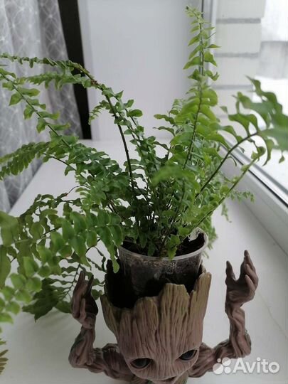 Папоротник комнатный
