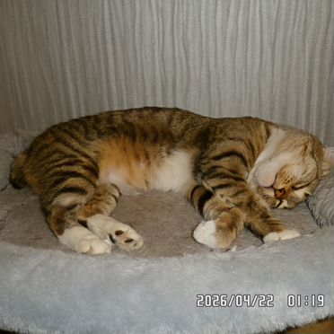 Пиксибоб короткошёрстный, взрослая кошка