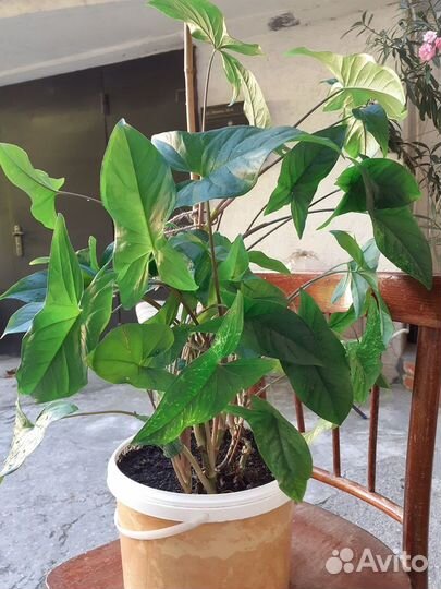 Комнатные цветы