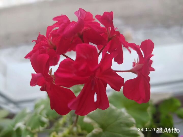 Пеларгонии