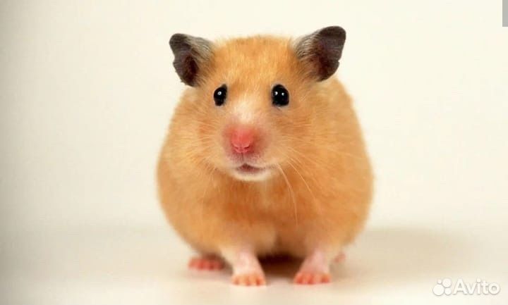 Сирийский хомяк