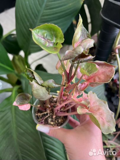 Клубничный лед