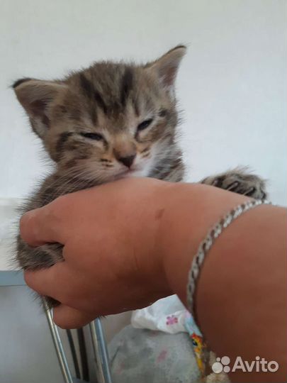 Кошка в дар бесплатно