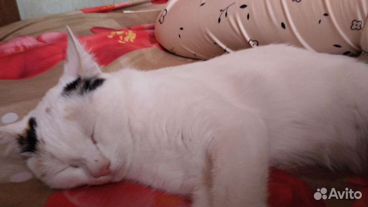 Японский бобтейл