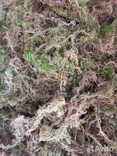 Кора сосны для орхидей