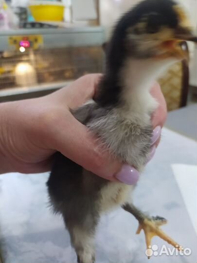 Амераукана