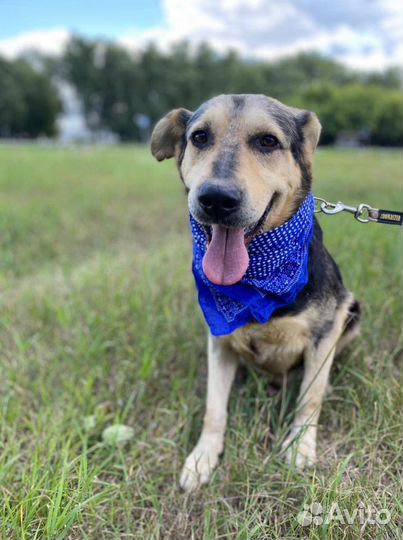 Добрый ласковый пес ищет теплый дом