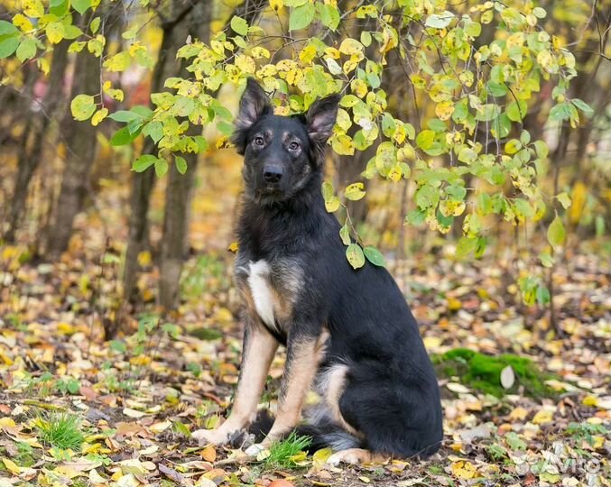 Щенок Потап в добрые надежные руки