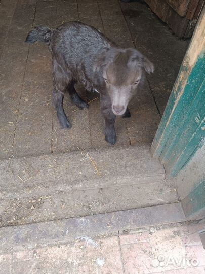 Козы козочки козлики козлята