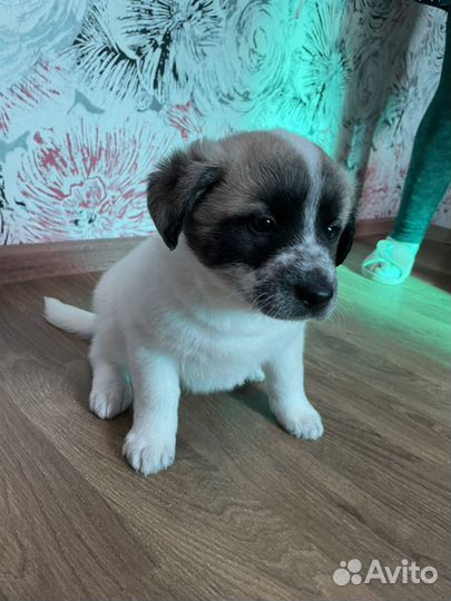 Щенок в добрые руки