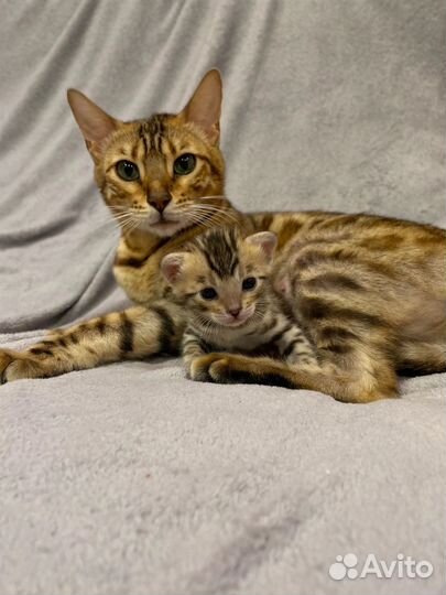 Бенгальский котенок (девочка)