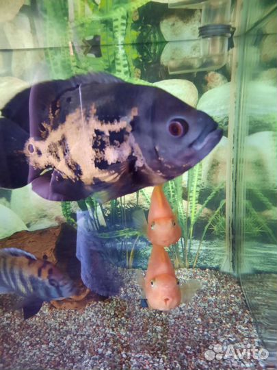 Аквариумные рыбки