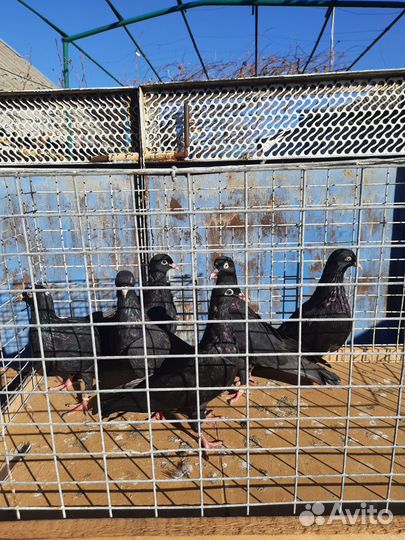 Продам голубей