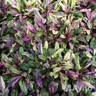 Живучка Дикси Чип