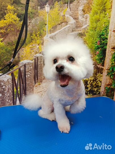 Груминг стрижка кошек и собак