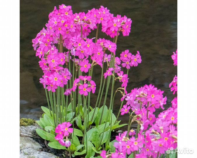 Примула высокая Rosea