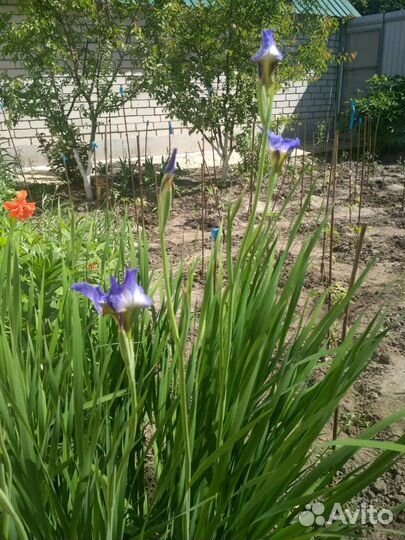 Ирис; папортник, хоста