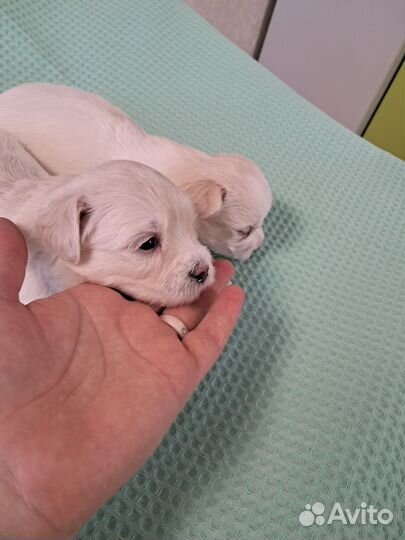 Мальтийская болонка