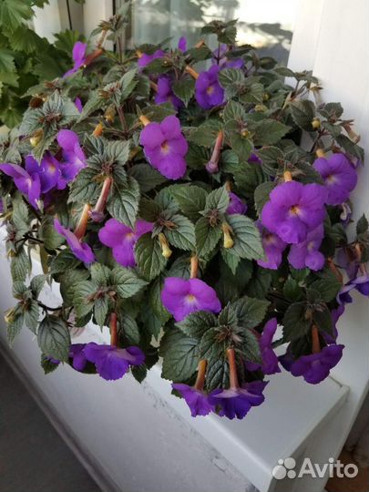 Комнатные цветы