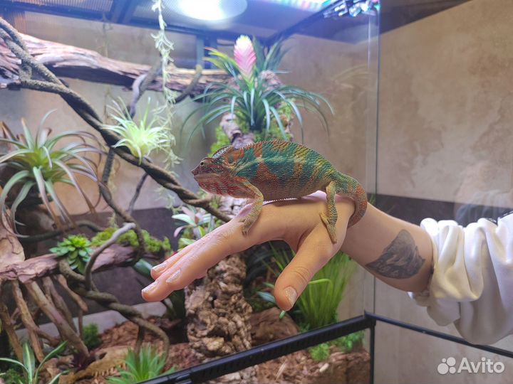 Пантеровый хамелеон с террариумом