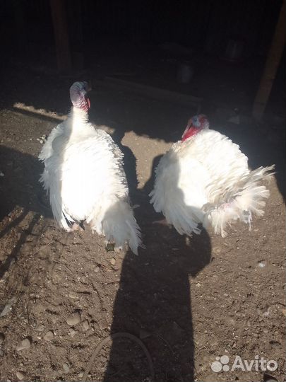 Индюки домашние