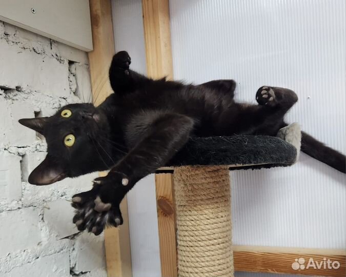 Кошка бесплатно