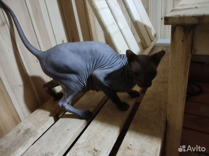 Донской сфинкс