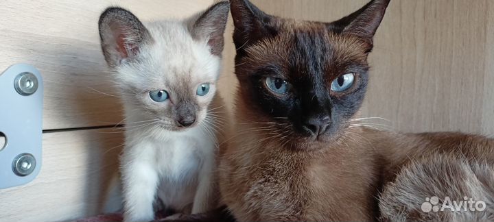 Котята