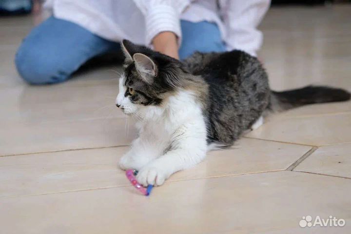 Кошка 1 год, стерилизована, привита