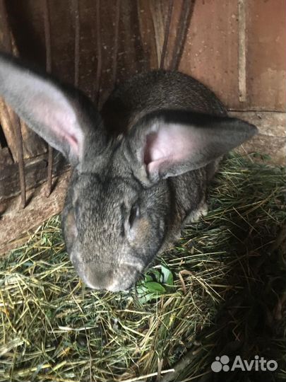 Кролик самец