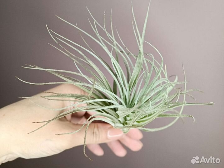 Тилландсия атмосферная