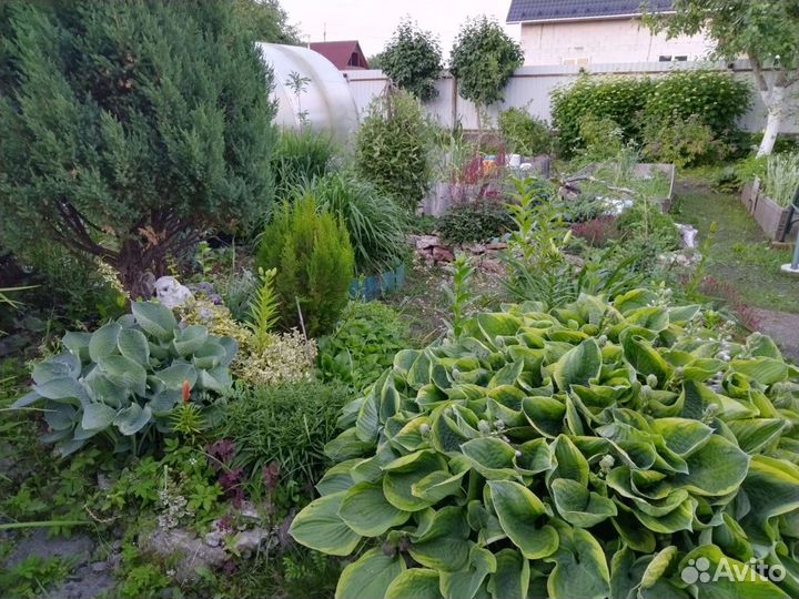 Садовые цветы и дек. кустарники