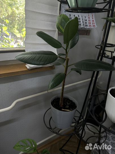 Цветы в добрые руки