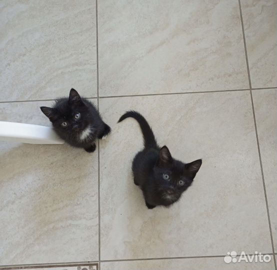 Котята в добрые руки бесплатно