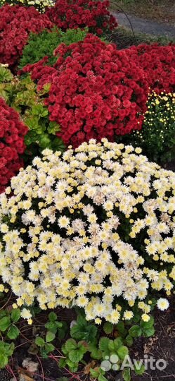 Хризантемы мультифлора