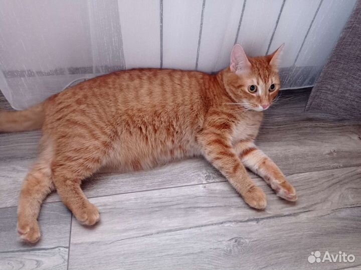 Зоогостиница/Передержка Пушкин, Шушары, Славянка