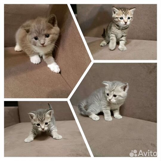 Кошки в добрые руки бесплатно