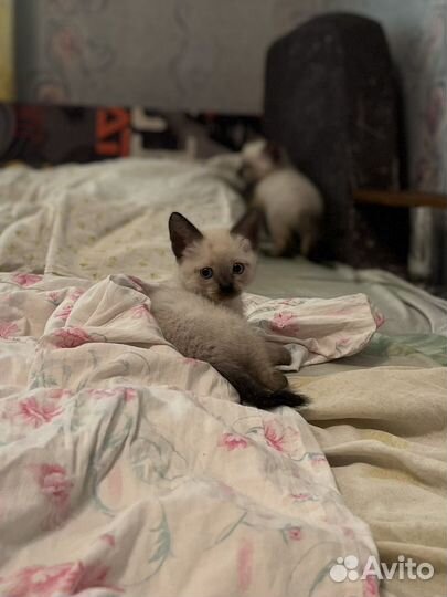 Такйские котята