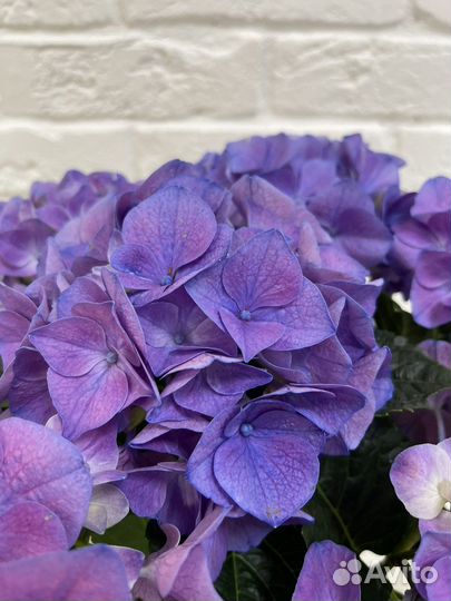 Гортензии комнатные