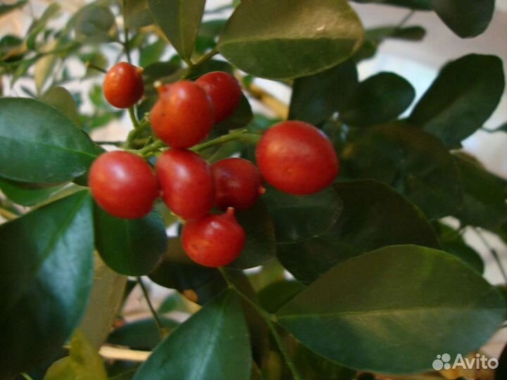 Плодовые на подоконнике