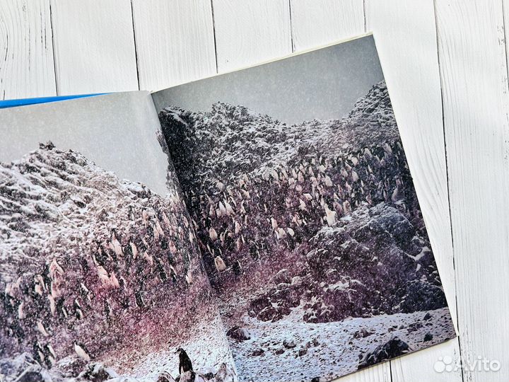 Пингвины. Мир животных