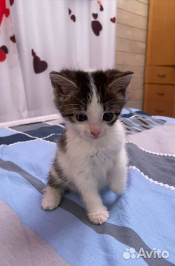 Котята